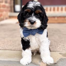 Gray Collar - Scabbers - Black and white male Cockapoo puppy in Mt Bethel, Pennsylvania from Stasia’s Cutiepoos