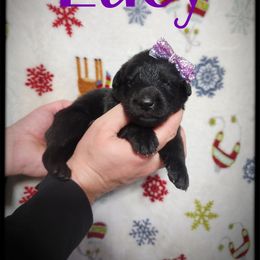 Lucy - Black female German Shepherd puppy in Fort Jennings, Ohio from Von Holtzapple German shepherds