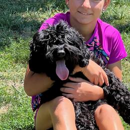 Australian Labradoodles from Green Mountain Australian Labradoodles