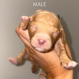 Brown boy - Apricot male Poodle puppy in Nolensville, Tennessee from White Willow Poodles