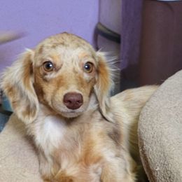 Heidi - Dachshund
