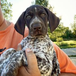 German Shorthaired Pointer Puppies from Hardwood Kennels