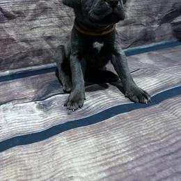 Orange Collar - Gray male Cane Corso puppy in Fritch, Texas from Carrie Brown's Cane Corsos