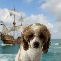 Jack - Poodle