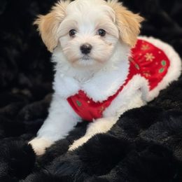 River - Piebald male Morkie puppy in Bennettsville, South Carolina from Cottonwood Maltese