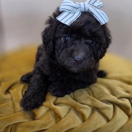 Willow - Chocolate female Goldendoodle puppy in Decatur, Tennessee from Diamond's Doodles
