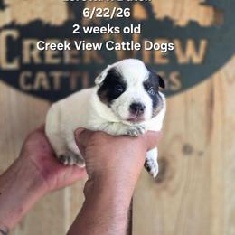 Boy 2 - Blue male Australian Cattle Dog puppy in Monroe, North Carolina from Creek View Cattle Dogs