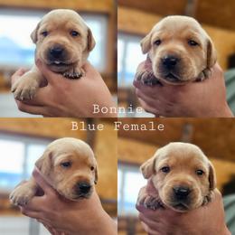 Bonnie  - Blue Collar - Yellow female Labrador Retriever puppy in Boyd, Minnesota from Lindley Labradors