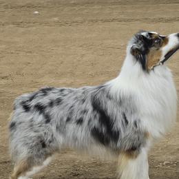 Indy - Australian Shepherd