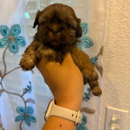 Brownie - Liver male Shih Tzu puppy in Fresno, California from Jas’ ClassnSass