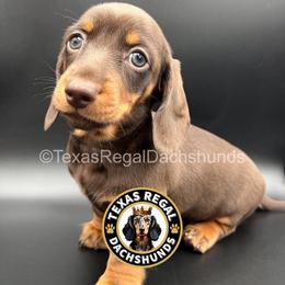 Hyacinth - Chocolate and tan female Dachshund puppy in Houston, Texas from Texas Regal Dachshunds LLC