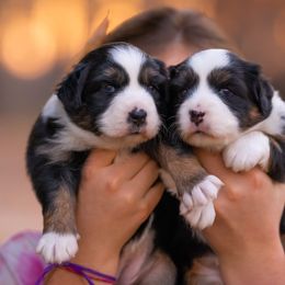 Miniature American Shepherds and Miniature Australian Shepherds from Impression Dogs