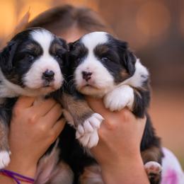 Miniature American Shepherds and Miniature Australian Shepherds from Impression Dogs