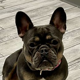 Libby - French Bulldog