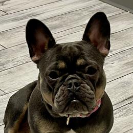 Libby - French Bulldog