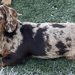 Fiesta - Dachshund