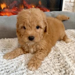 Aslan - Apricot male Goldendoodle puppy in Pensacola, Florida from Goldendoodles Love You in Pensacola Friend Edition