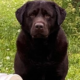 Jolly - Labrador Retriever