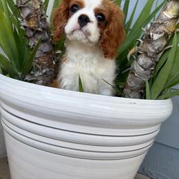 Gizmo - Blenheim male Cavalier King Charles Spaniel puppy in Encinitas, California from Diamond Cavaliers