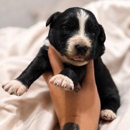 Cowboy - Black & white male Australian Shepherd puppy in Polk City, Florida from Skaky Shepherds