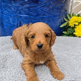 Capricorn - Red  male Goldendoodle puppy in Syracuse, Utah from Just Doodling Dogs