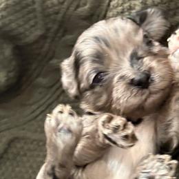 Cavapoos from Bleu Moon Cavapoo’s