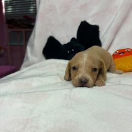 Sammy - Cream male Dachshund puppy in Lake City, Florida from My Ditzy Doxies of Florida