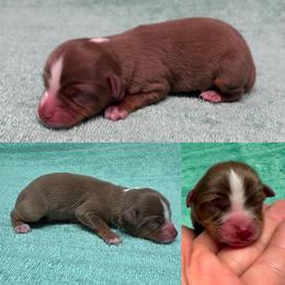 Red tri female - Red tri female Toy Australian Shepherd puppy in Brooker, Florida from Honey, I Shrunk the Aussies