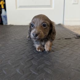 Blue and tan solid female longhair - Blue and tan female Dachshund puppy in El Paso, Texas from InnerVision K9 & Dachs