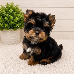 Tot - Black and tan male Yorkshire Terrier puppy in Smithville, Oklahoma from Bristy’s Pampered Pups