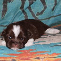Chocolate and white girl - Liver and white female Shihpoo puppy in Newark, Ohio from Gemini Kennels