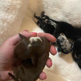 Lucah - Dapple male Dachshund puppy in Nashville, Georgia from Riverside Dachshund