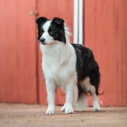 Hatter - Border Collie