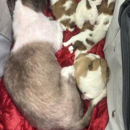 Shih Tzu Puppies from Wood Foo Breeders