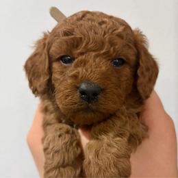 Dixie - Red female Cavapoo puppy in Pasco, Washington from Beth's Cavapoos