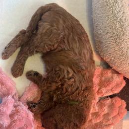 Cavapoo Puppies from Teddy Bear Doodles