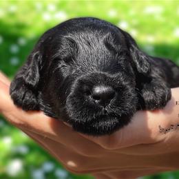 Peeta - Black male Giant Schnauzer puppy in Lithia, Florida from Elegy Kennels