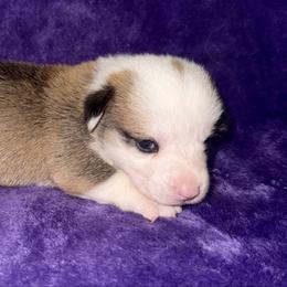 Hoppy - White and red female Pembroke Welsh Corgi puppy in Godley, Texas from Bradley Kennels