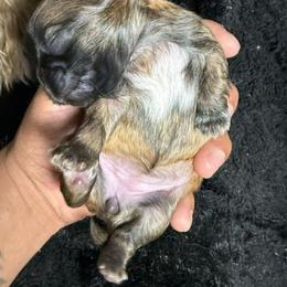 Bella - Brindle female Shih Tzu puppy in Azusa, California from RJ Shih Tzu lover