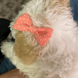 Cavapoo and Poodle Puppies from Happy Tails Poods and Doods