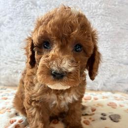 Eeyor - Buff and white male Cockapoo puppy in Adrian, Oregon from ApplebyFarm