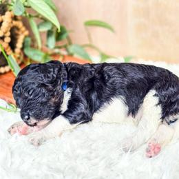 Stanley - Parti male Poodle puppy in Gaylord, Michigan from Dog Mom Co. Poodles