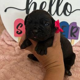 Purple collar - Black brindle female Cane Corso puppy in Tucson, Arizona from Cane Corso Friends