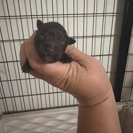 Oscar - Liver male Miniature Schnauzer puppy in Happyland, Oklahoma from Fraizer Farms