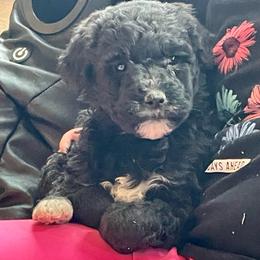 Sparkles - Black female Labradoodle puppy in Craig, Nebraska from Top Knot Companions Poodles and Labradoodles