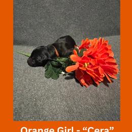 Cera - Black female German Shepherd puppy in San Antonio, Texas from Pridelands