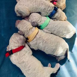 Poodle Puppies from Acqua Standard Poodles