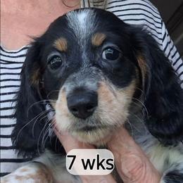 Greta - Piebald female Dachshund puppy in Bangs, Texas from Lickin'bach Miniature Dachshunds