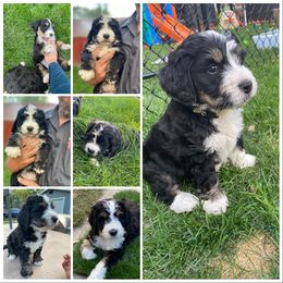 Bernedoodle Puppies from Big Sky Bernedoodles and Poodles