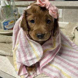 Cavapoo Puppies from Brookstone Cavapoos